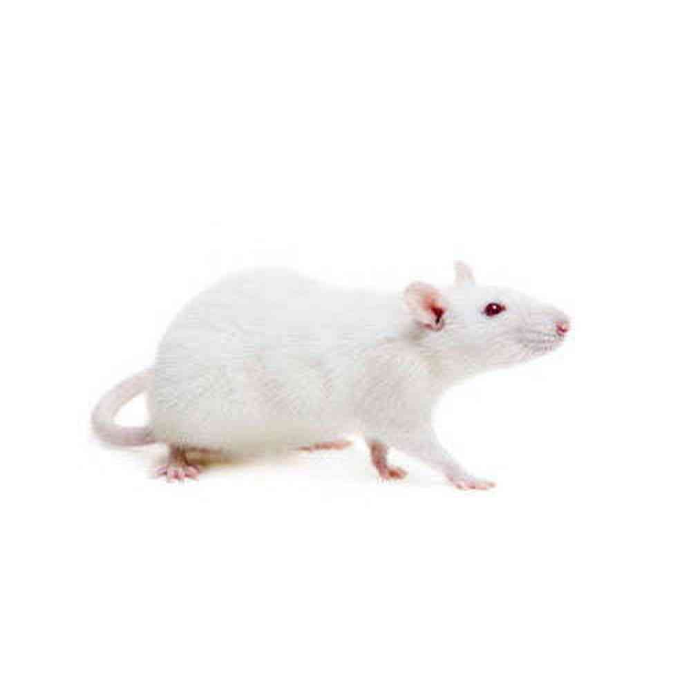 Live/Frozen Medium Rat image