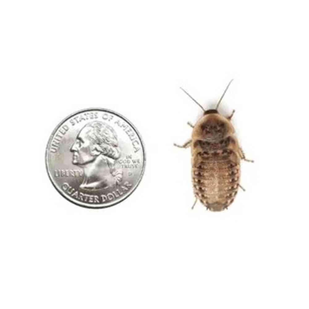 5 large roaches image