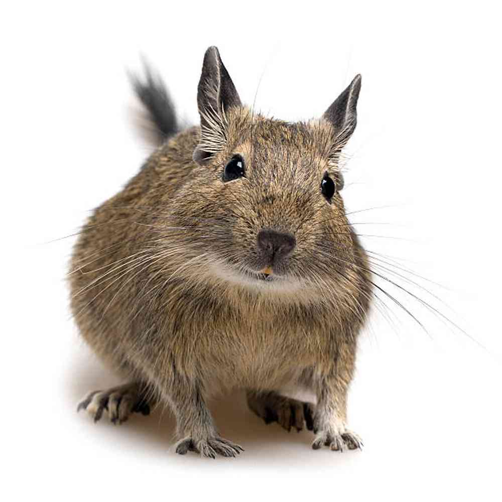 Degu image