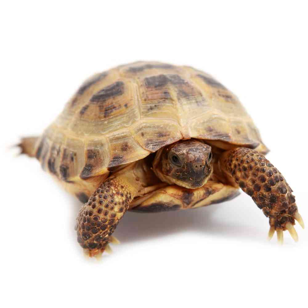 Russian Tortoise image