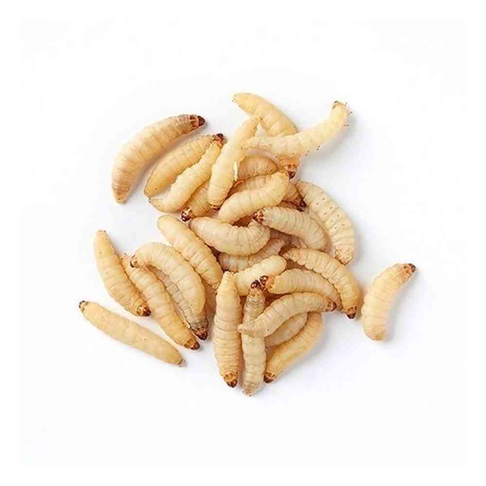 12 Waxworms image