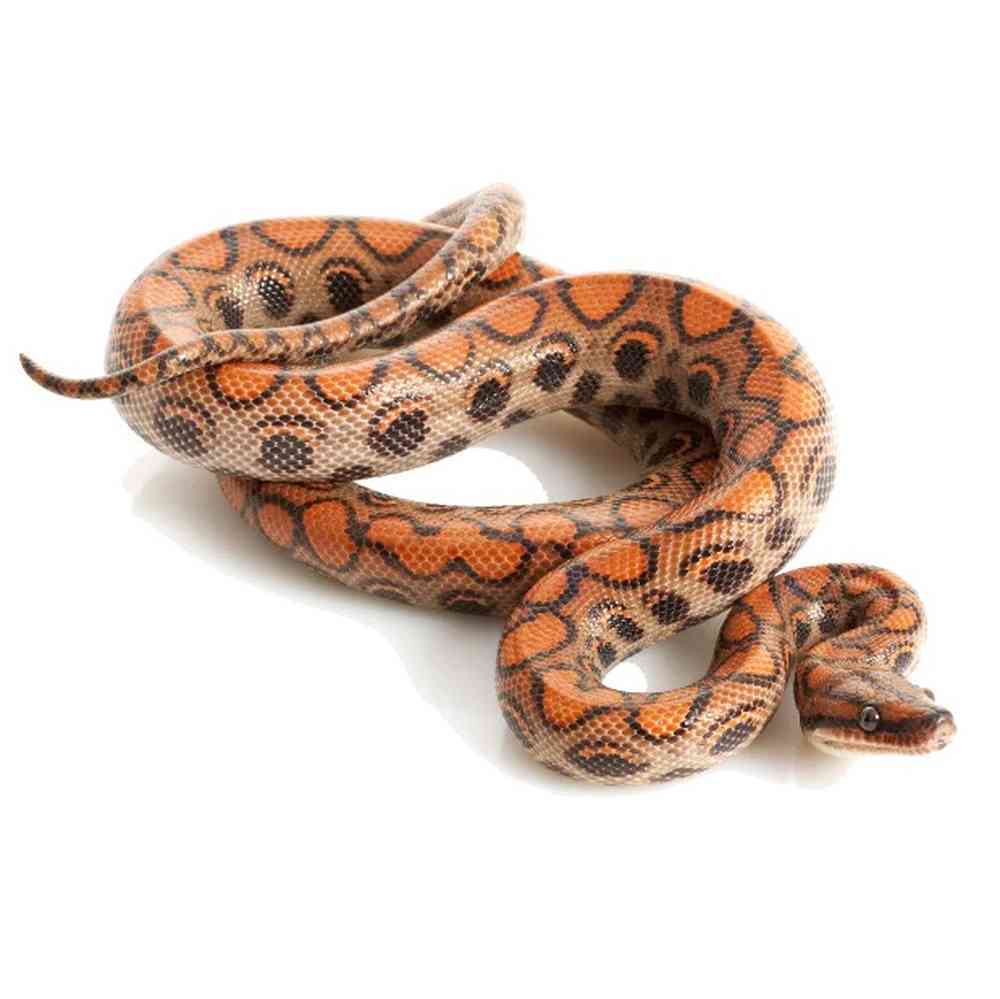 Brazilian Rainbow Boa image