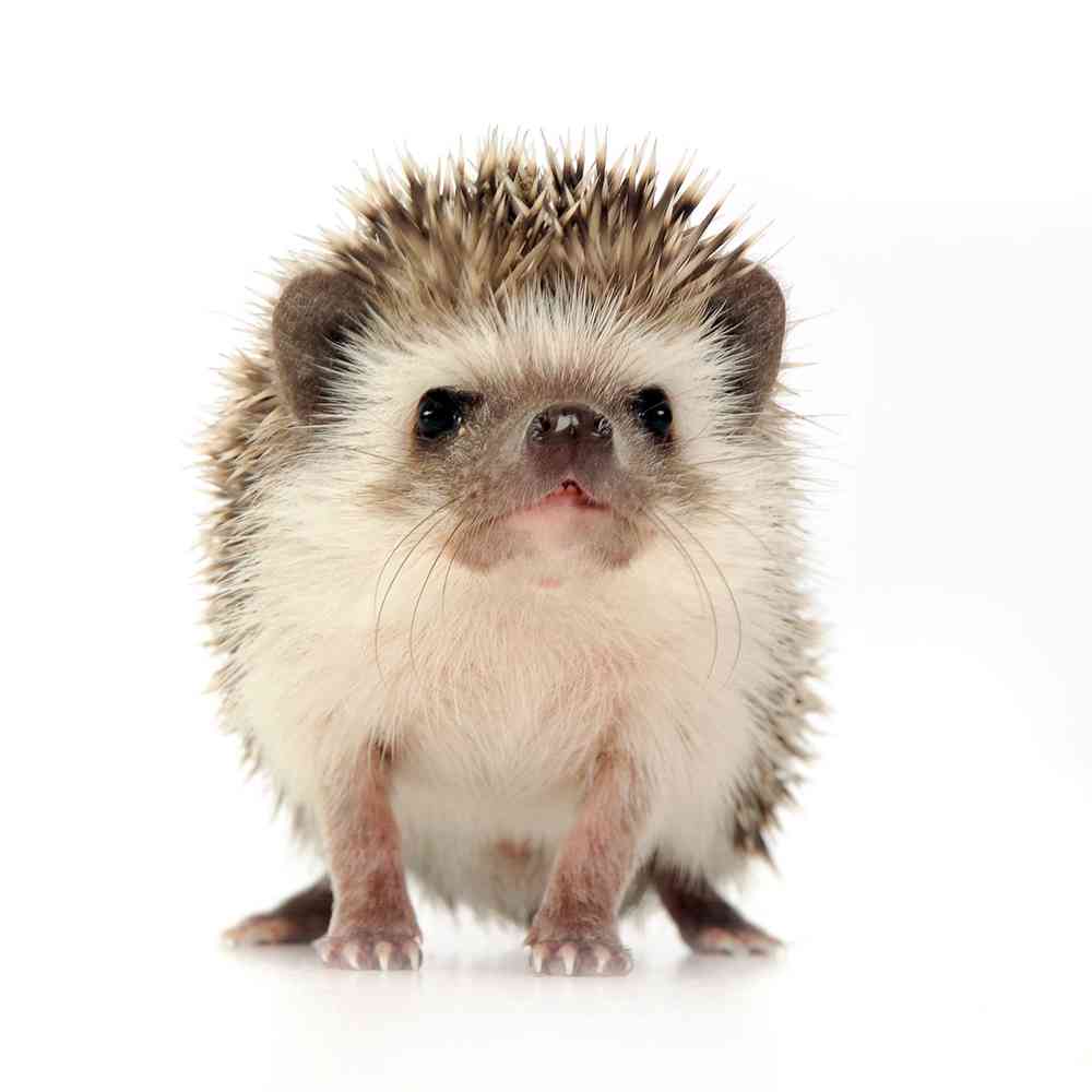 Hedgehog image