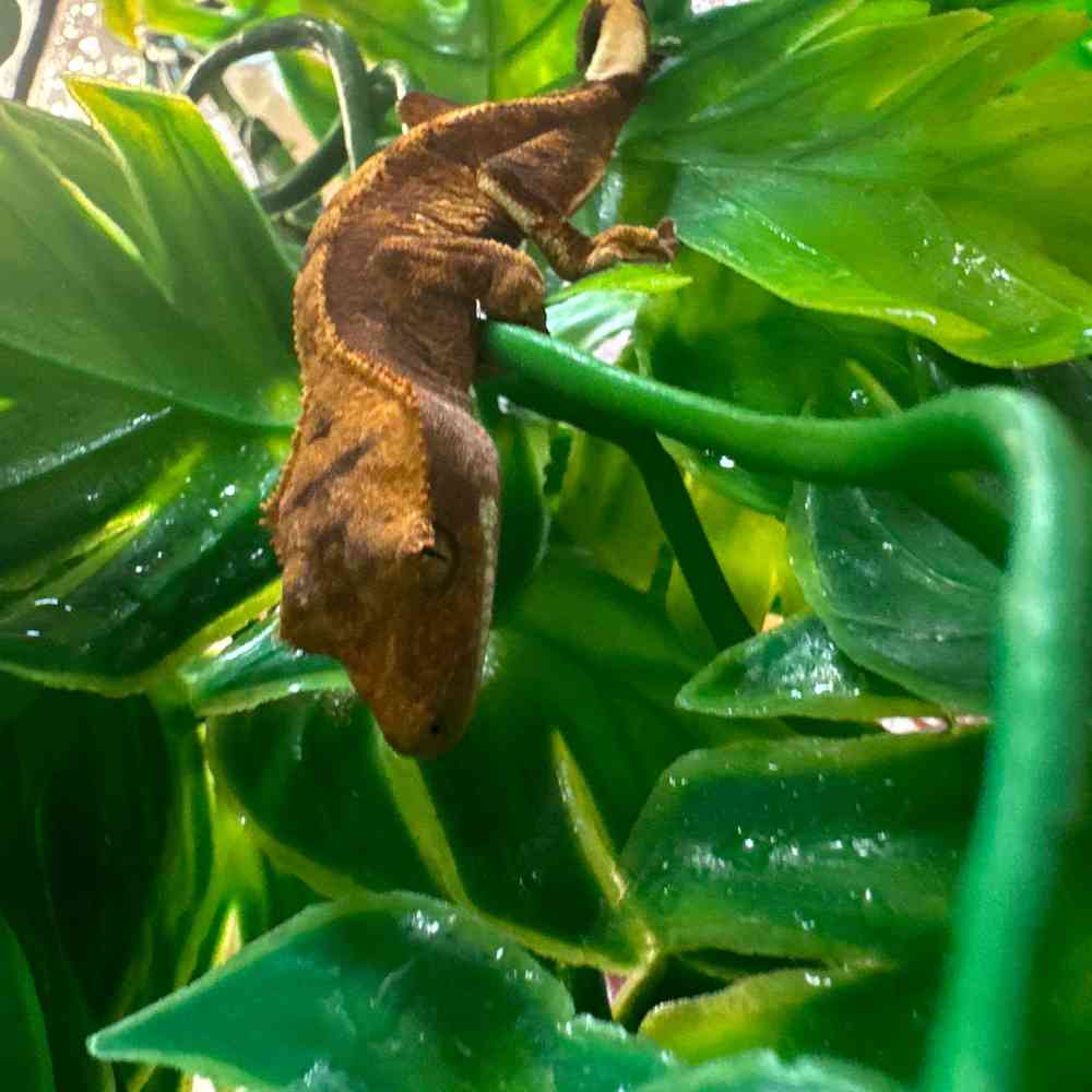 Crested Gecko image