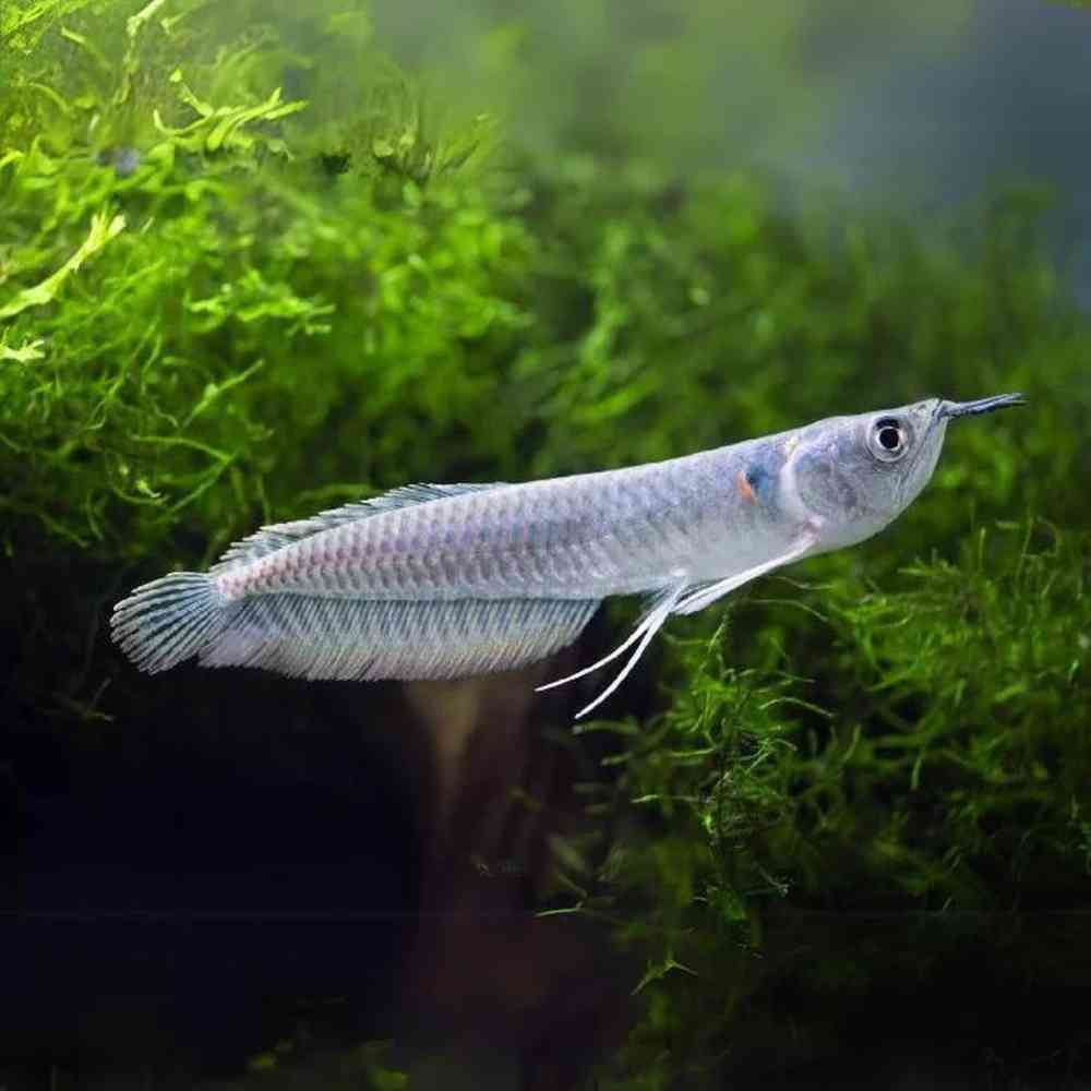 Arowana image