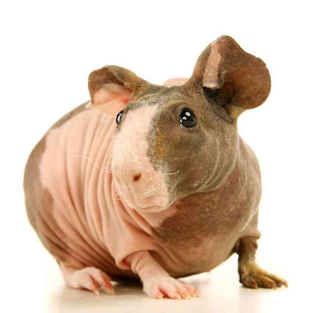 Skinny Pig image