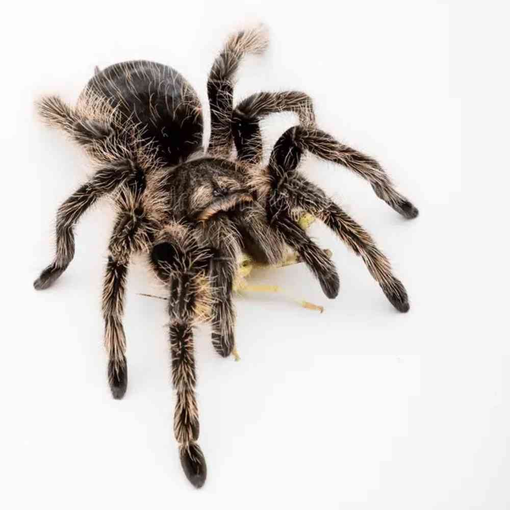 Curly Hair Tarantula image