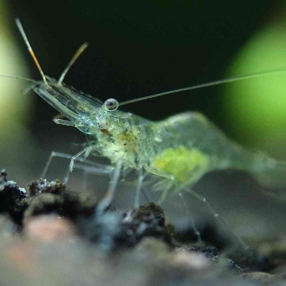 Ghost Shrimp image