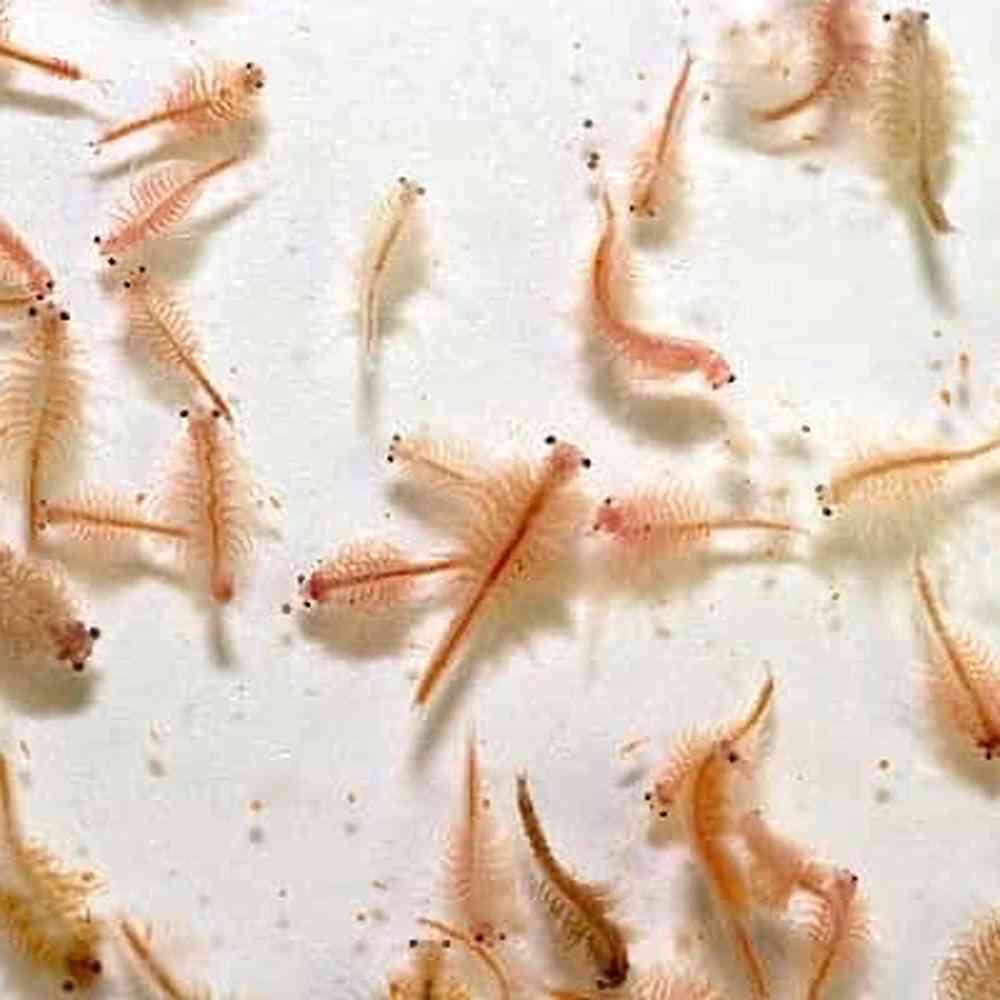 Live Brine Shrimp image