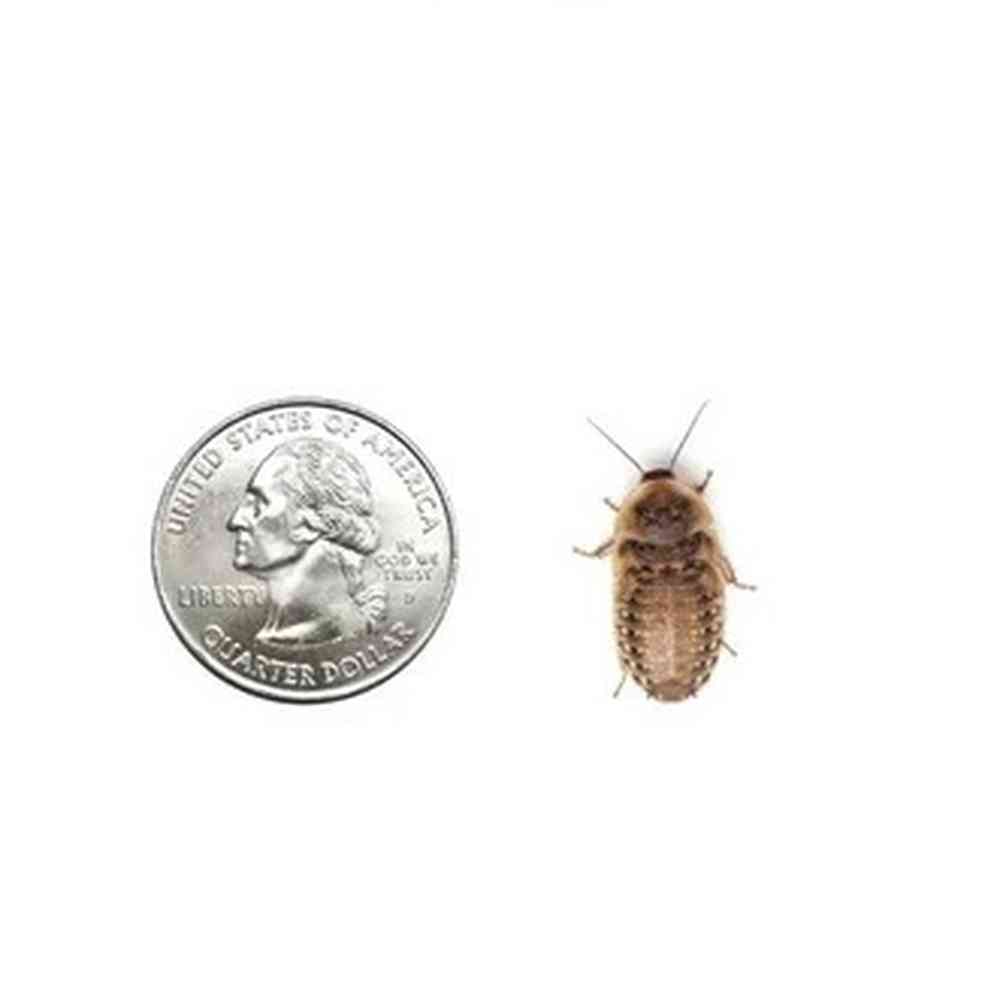 5 medium roaches image