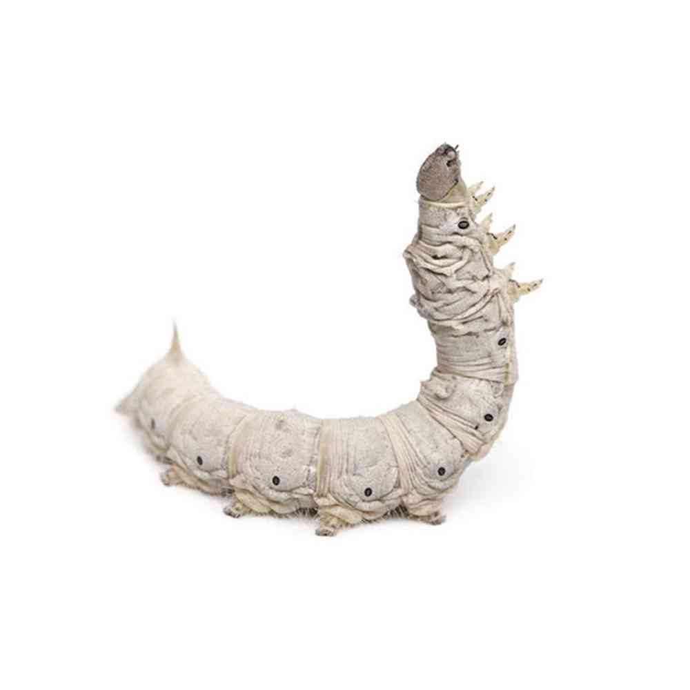 Silkworms image