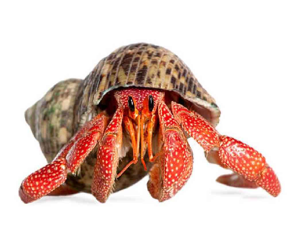 Hermit Crab image