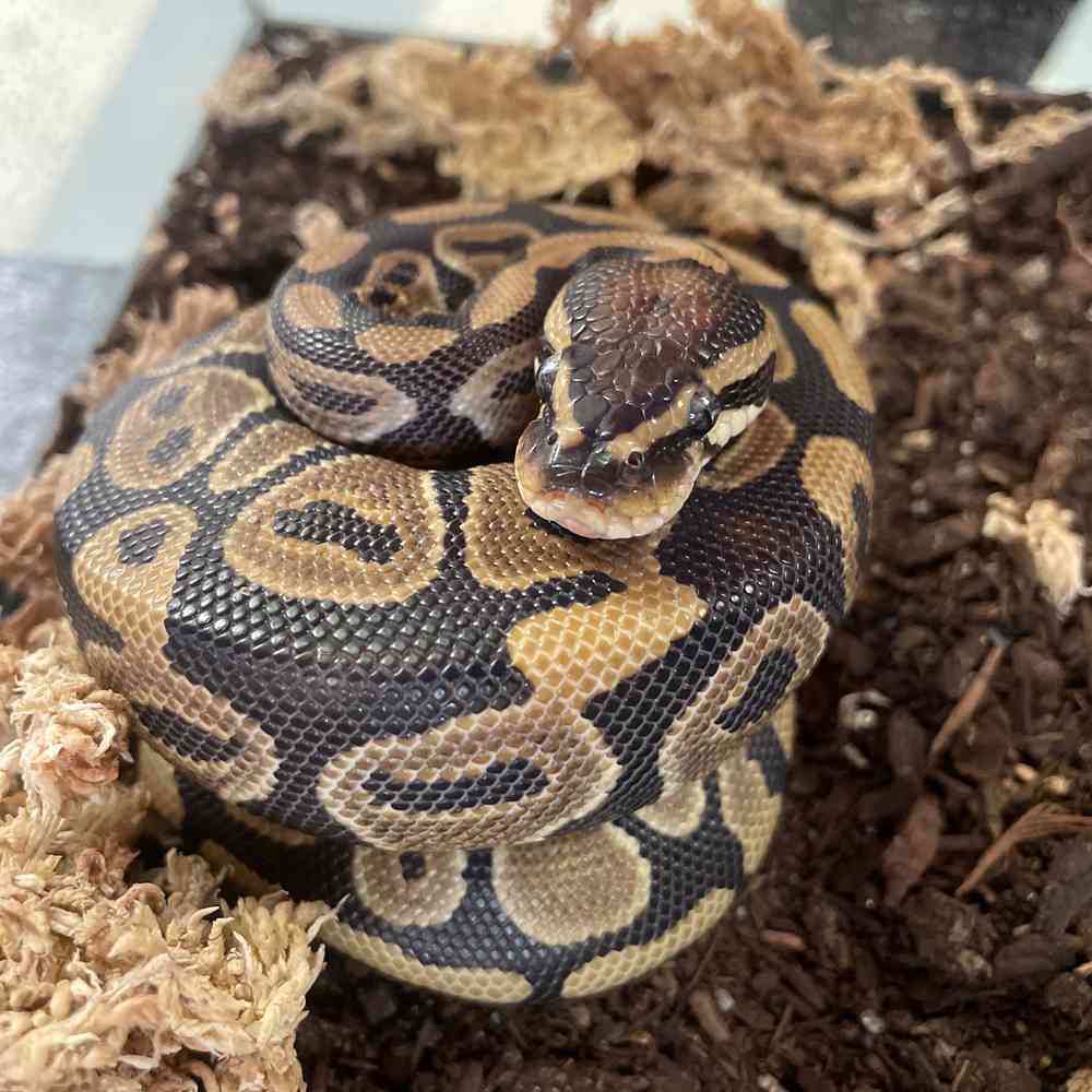 Ball Python image