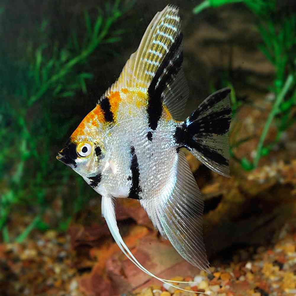 Angel Fish image