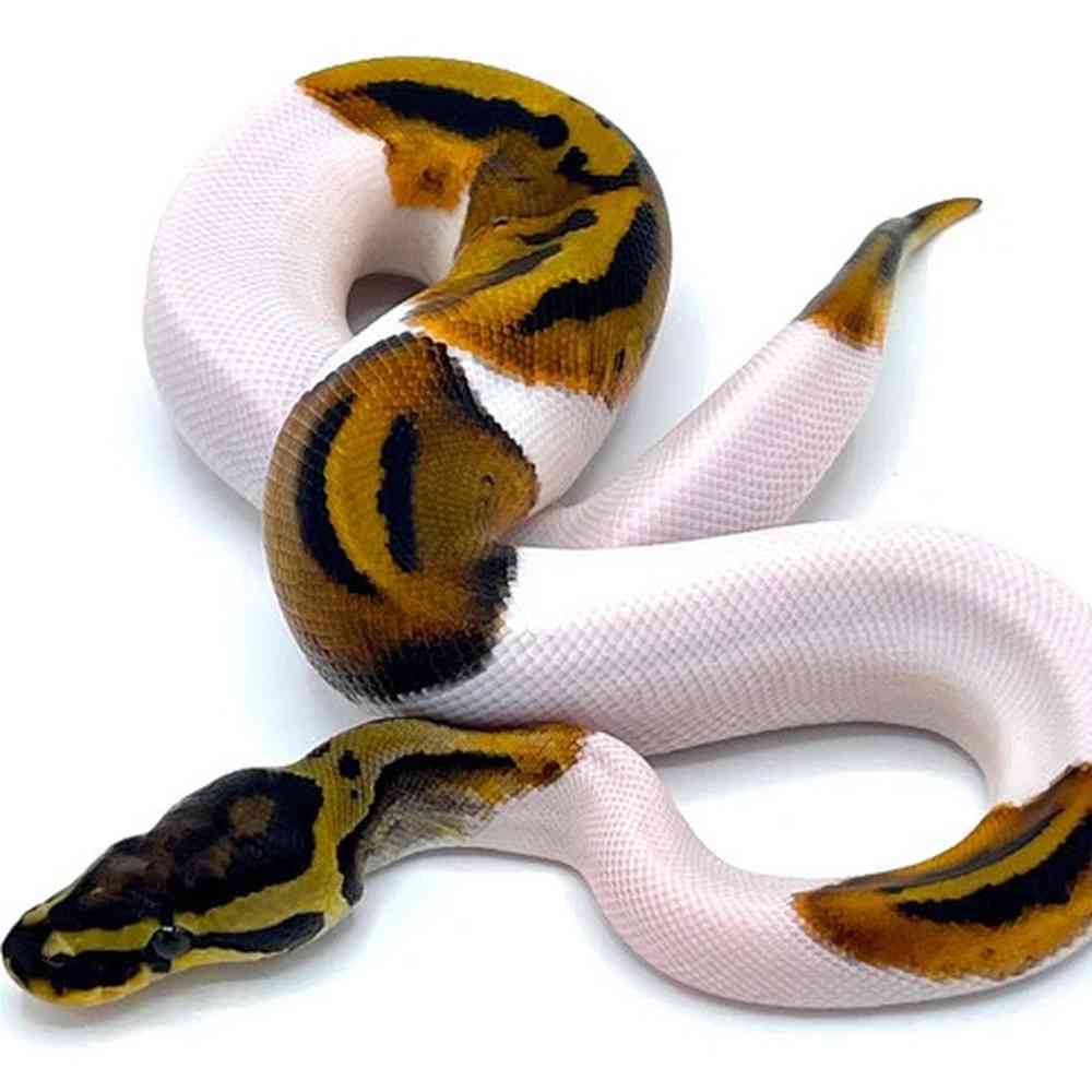 Fancy Pied Ball Python image