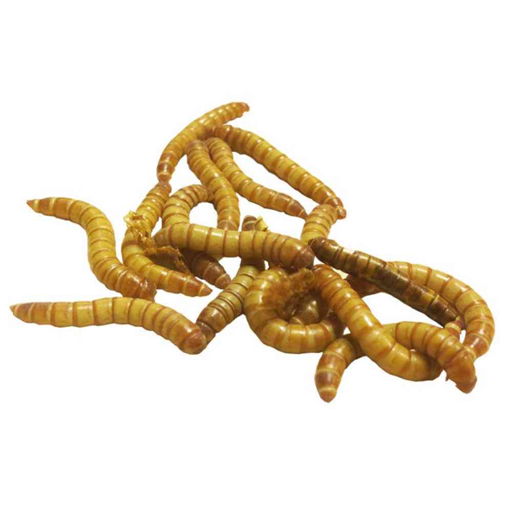 50 Mealworms image