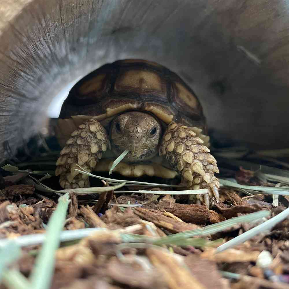 Sulcata Tortoise image