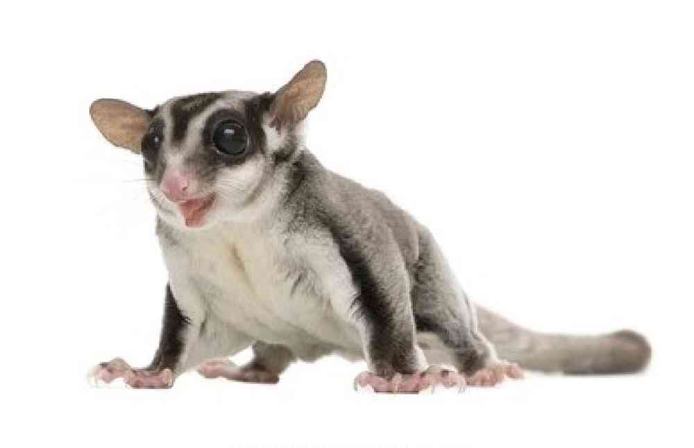 Sugar Glider image