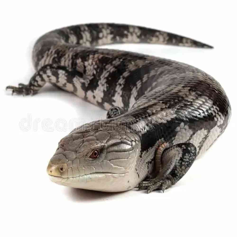 Blue Tongue Skink image