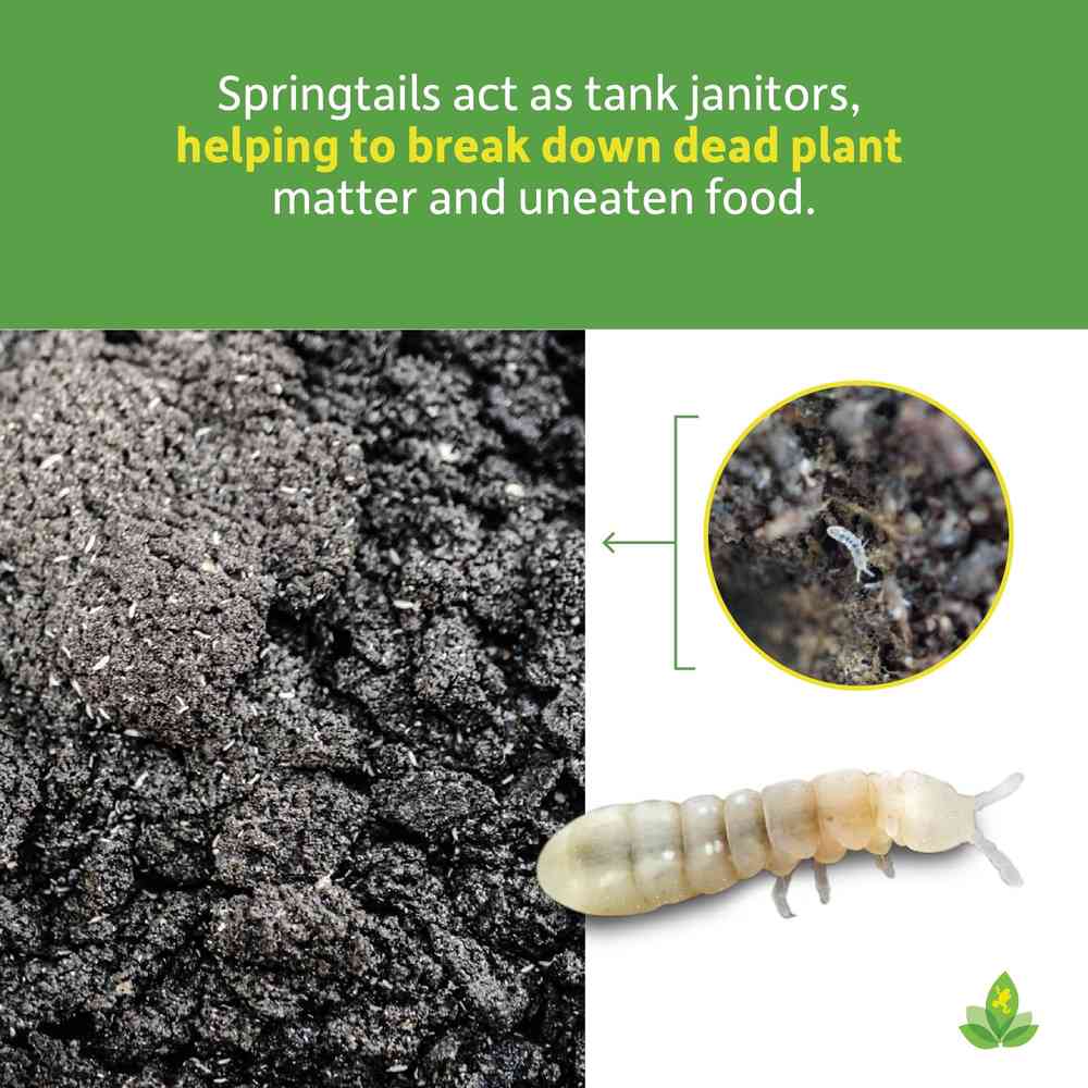 Springtails image