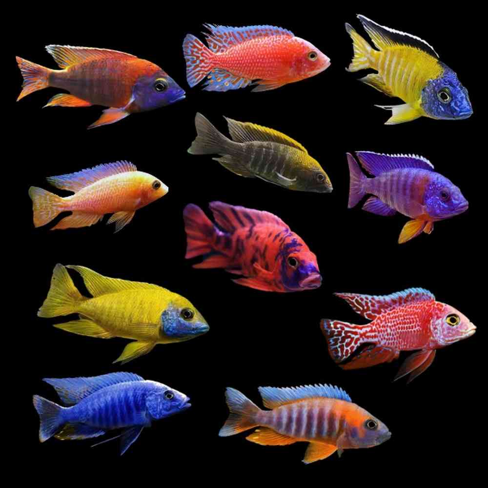 African Cichlid image