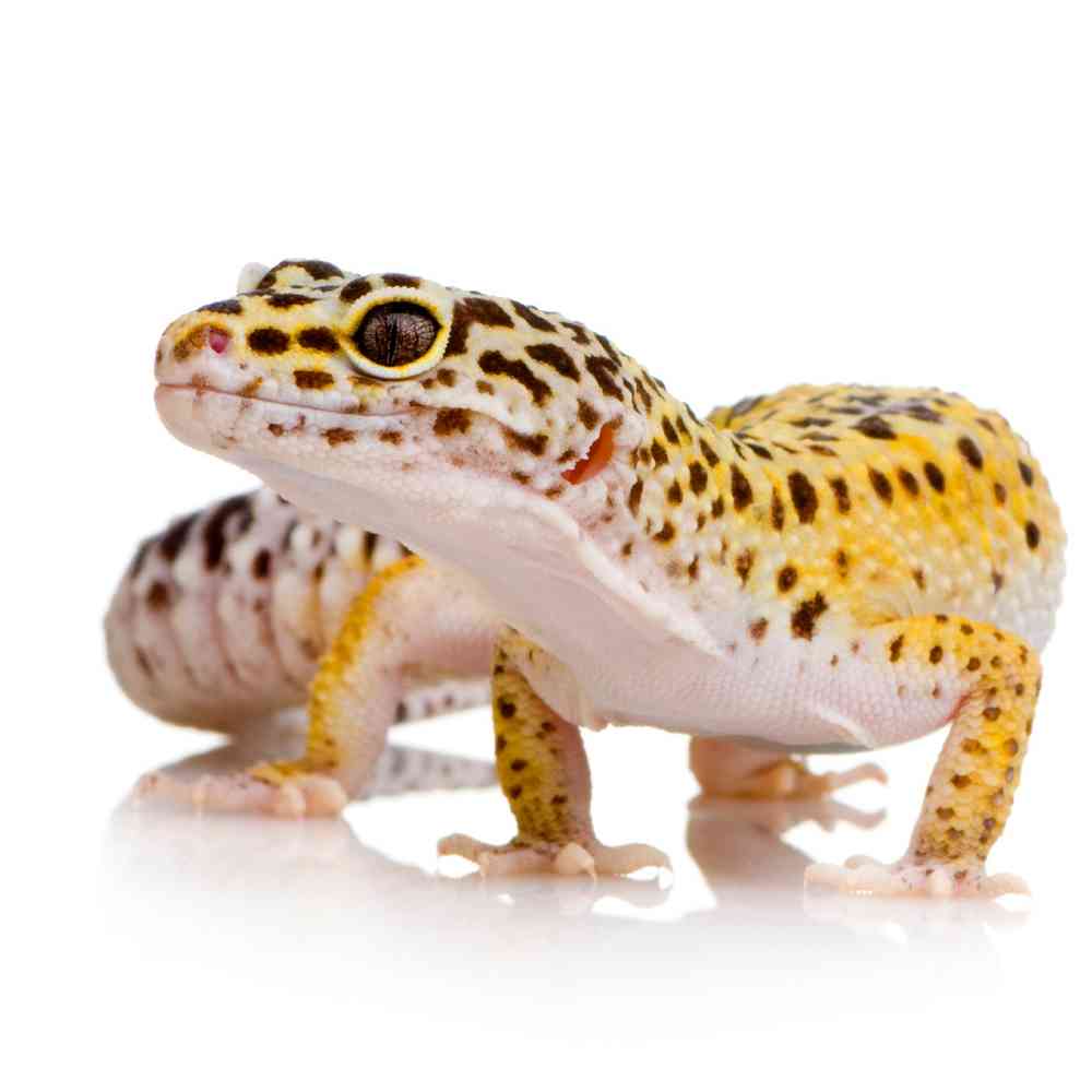 Leopard Gecko image