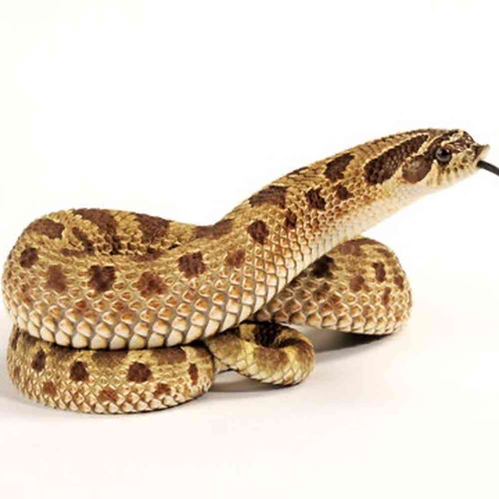 Hognose Snake image