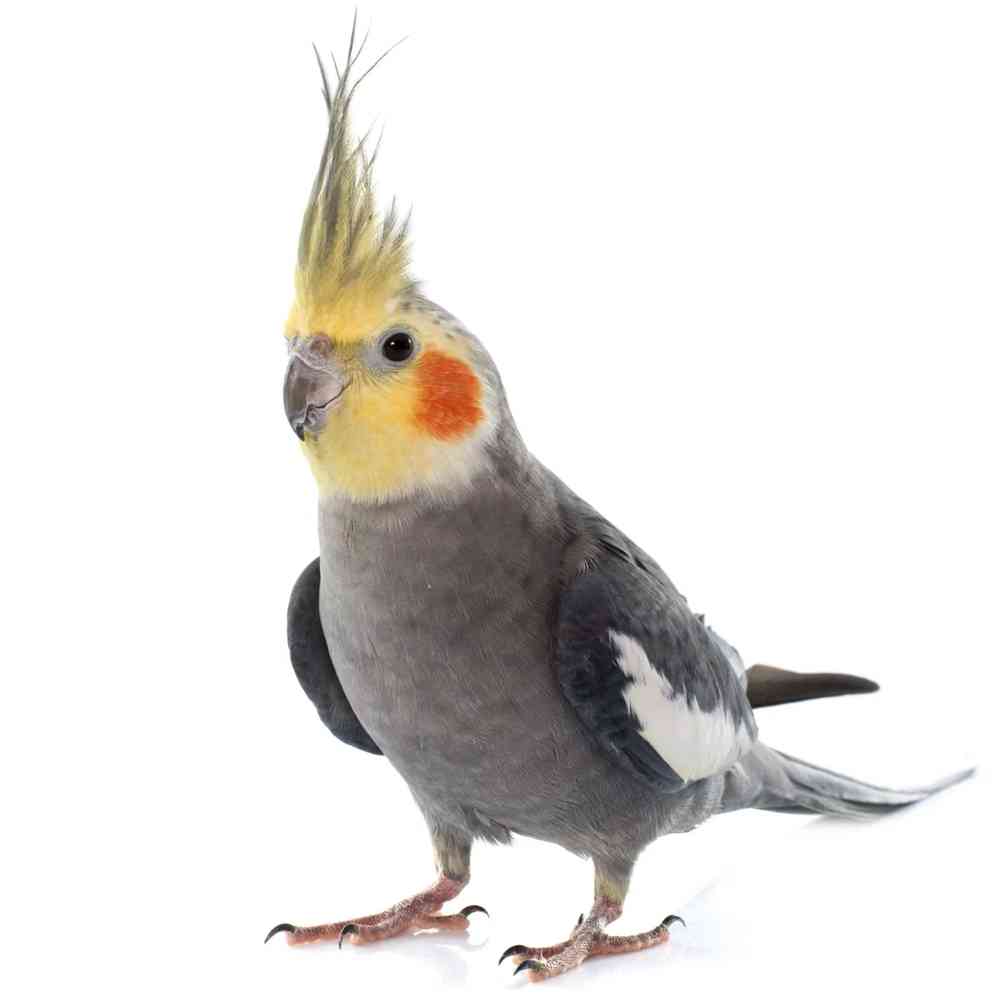 Cockatiel image