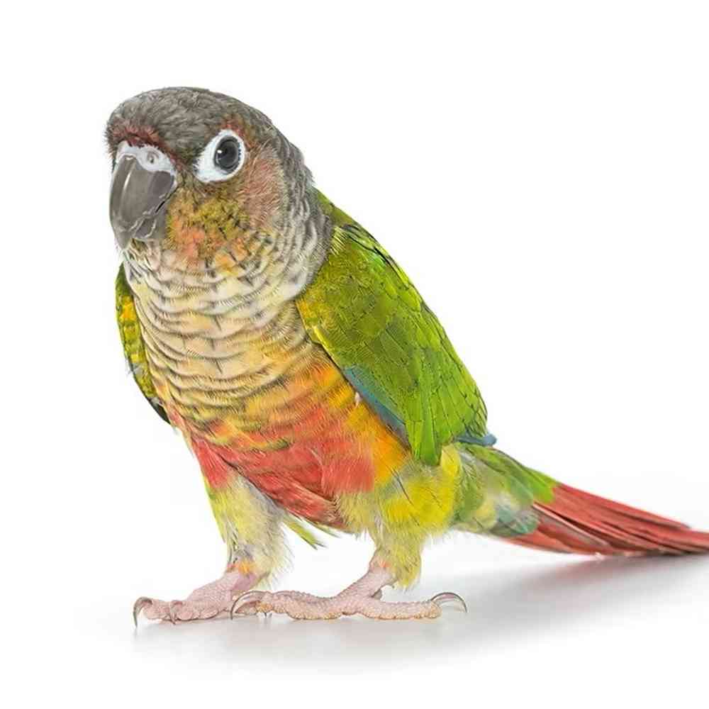 Green Cheek Conure image