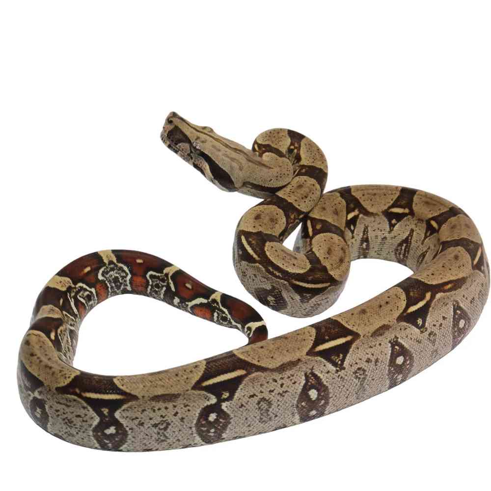 Red-Tailed Boa image