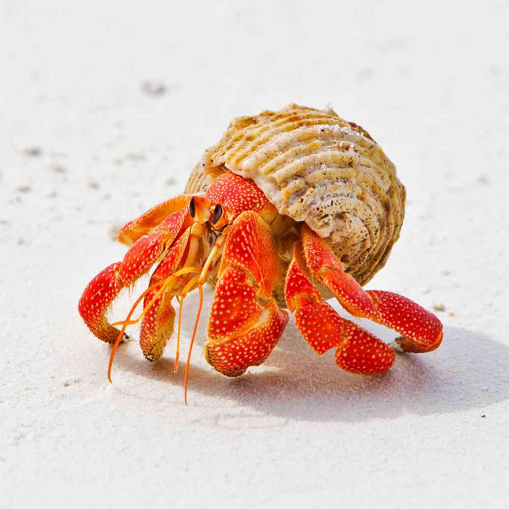 Hermit Crab image