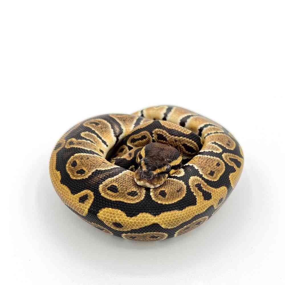 Ball Python image