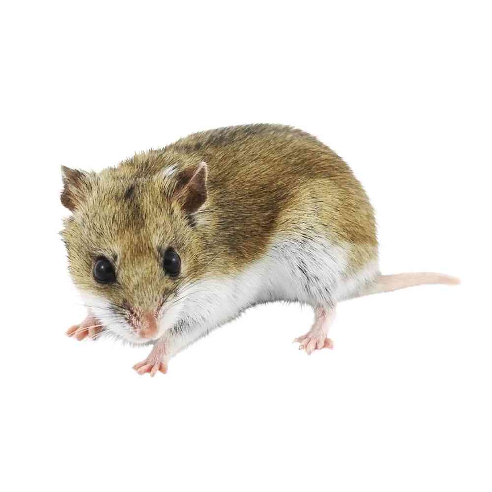 Chinese Dwarf Hamster image