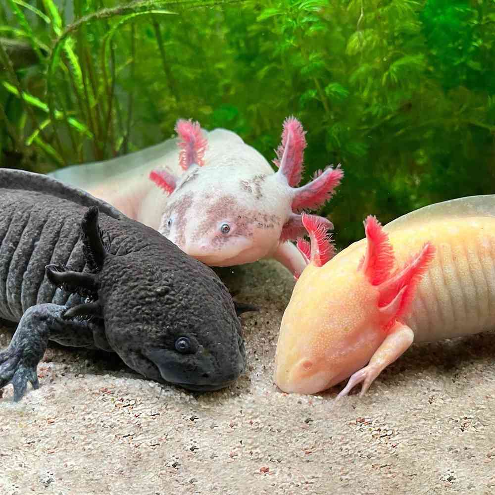 Axolotl image