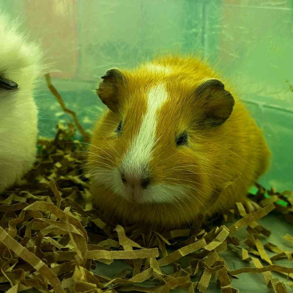 Guinea Pig image