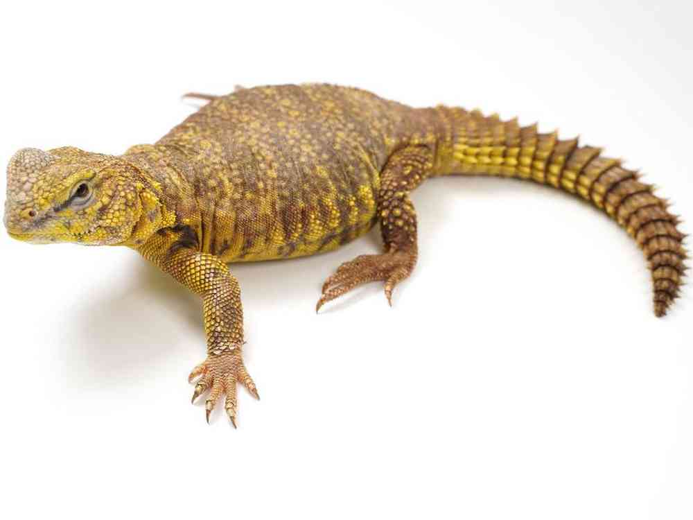 Uromastyx image