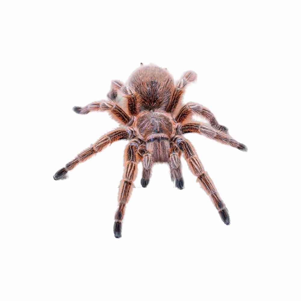 Rosehair Tarantula image