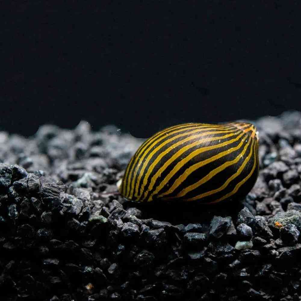 Snail image