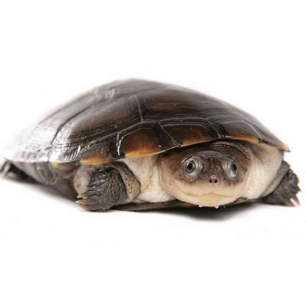 African Sideneck Turtle image