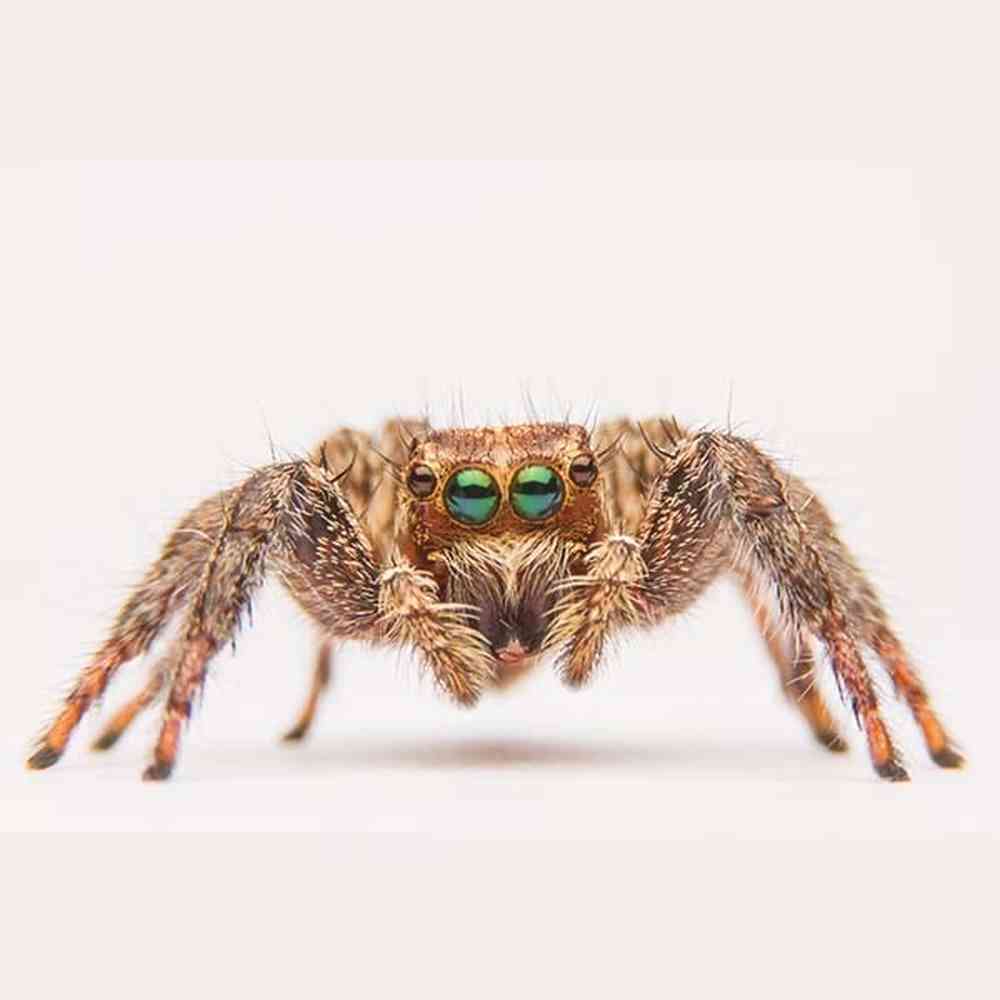 Jumping Spider image