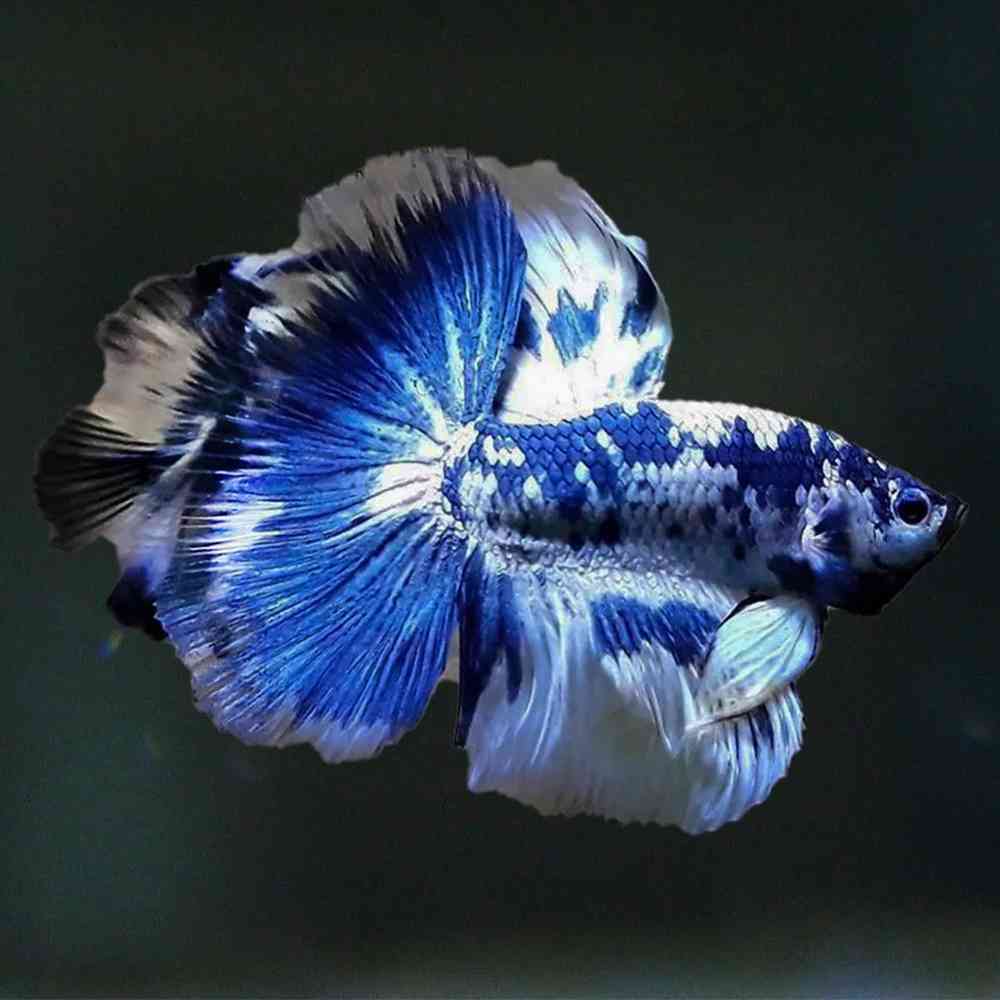 Male Betta image