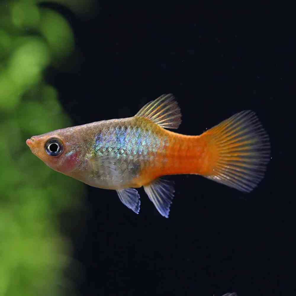 Platy Fish image