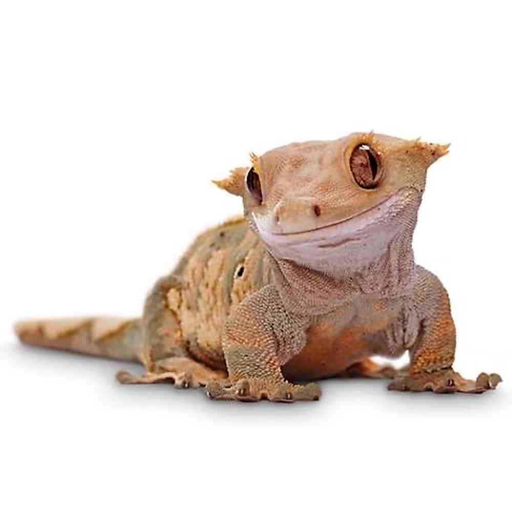 Crested Gecko image