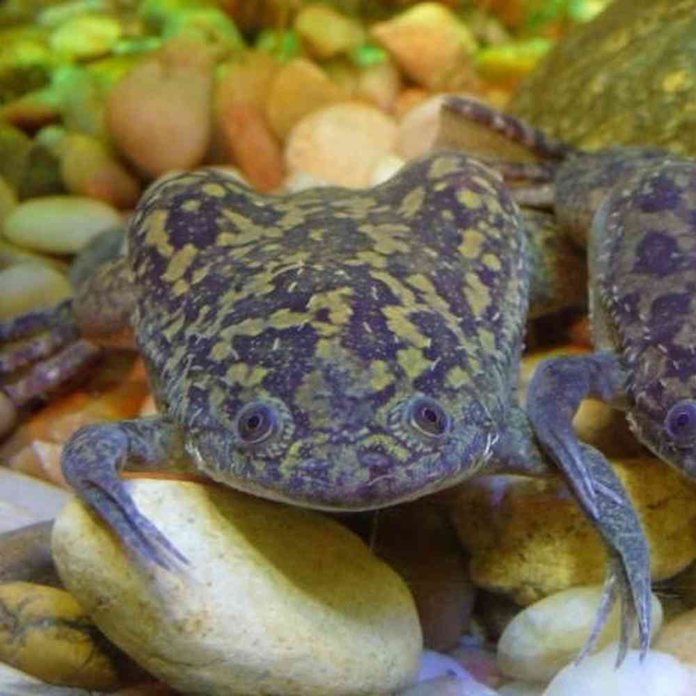 African Clawed Frog image