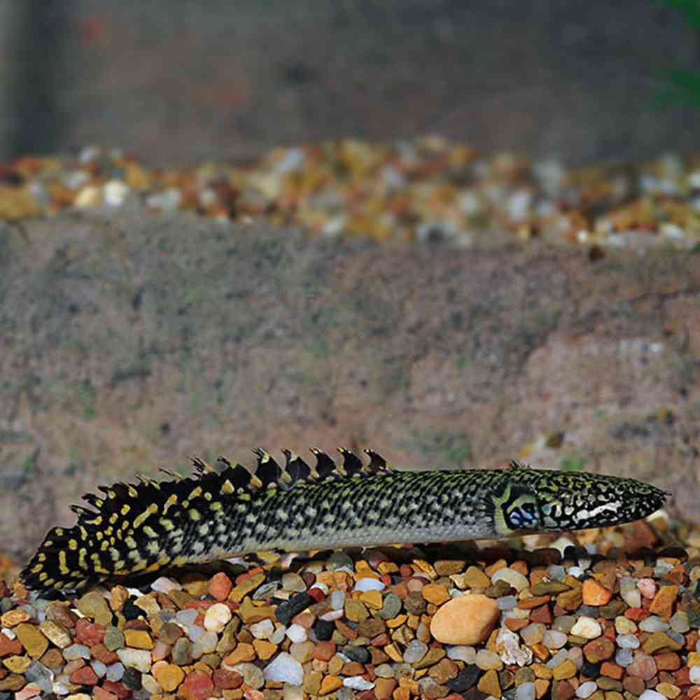 Polypterus image