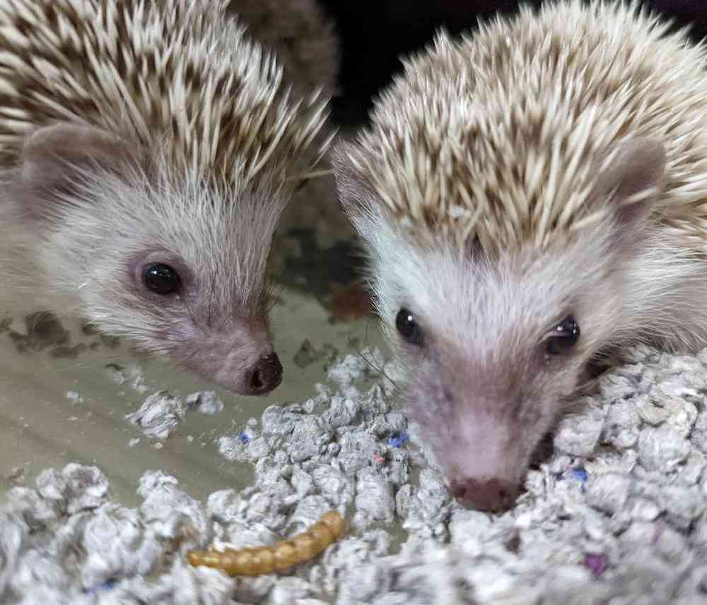 Unknown Hedgehog Small Animal for sale