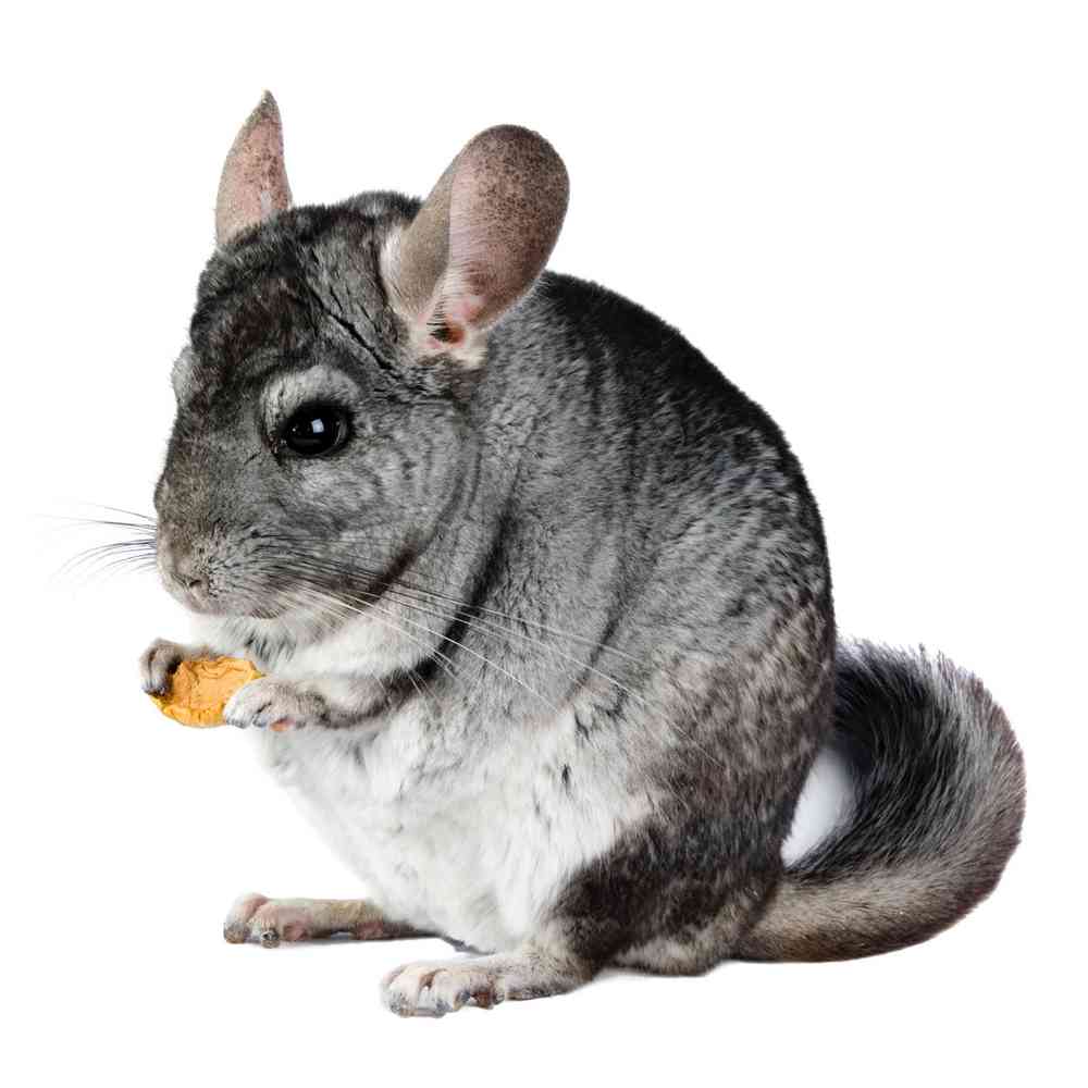 Chinchilla image