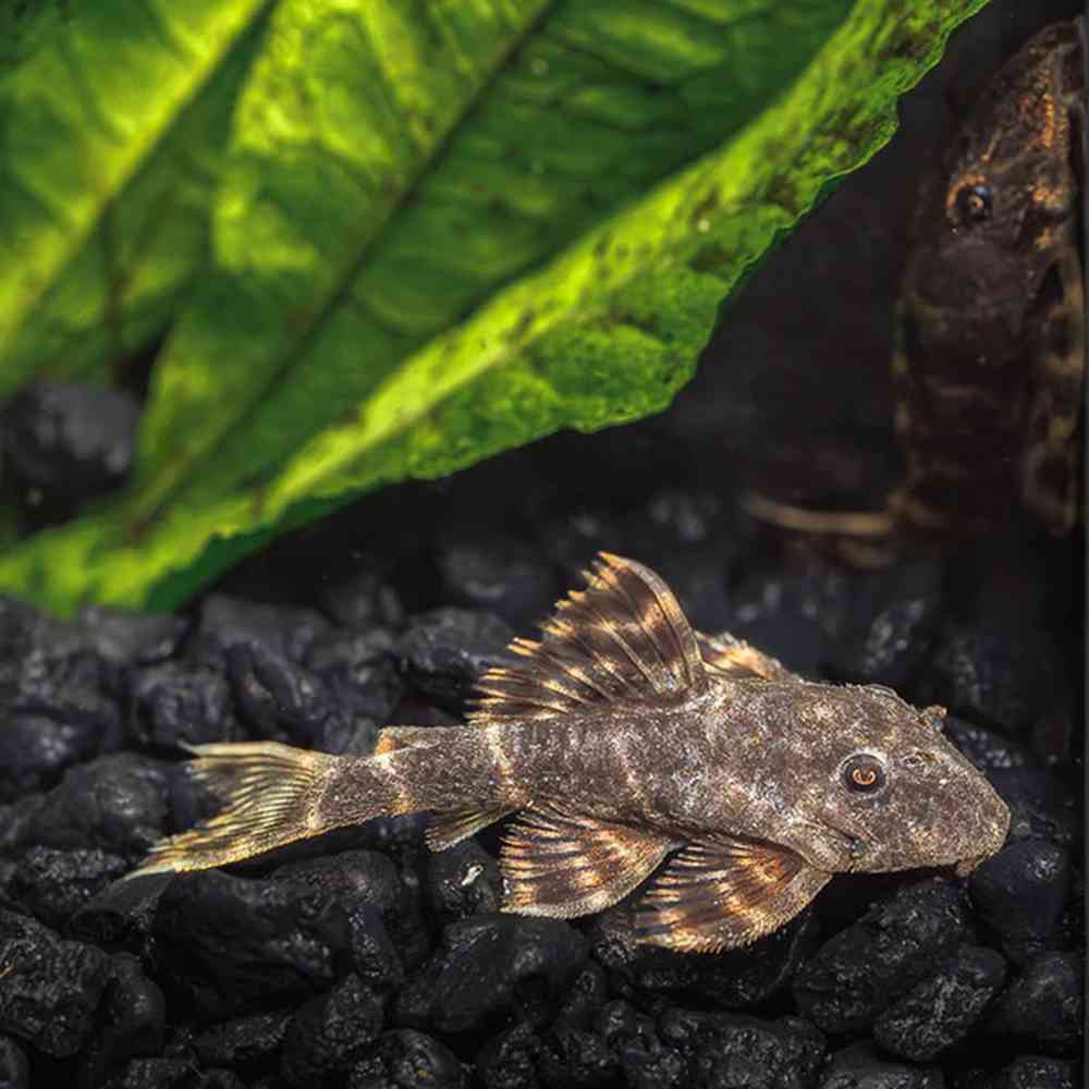 plecostomus image