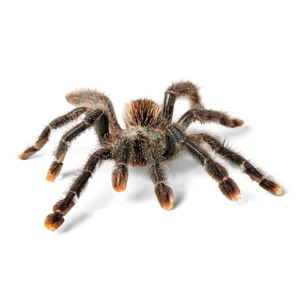 Pink Toe Tarantula image