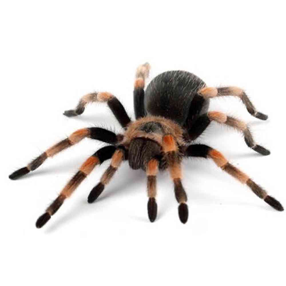 Mexican Red Leg Tarantula image